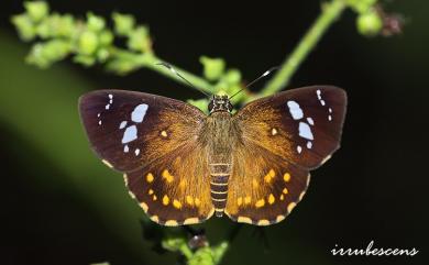 Celaenorrhinus ratna Fruhstorfer, 1908 小星弄蝶