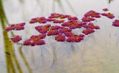 Azolla pinnata R.Br. 滿江紅