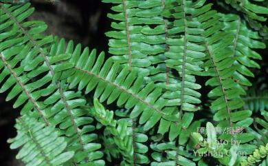 Nephrolepis cordifolia (L.) C.Presl 腎蕨