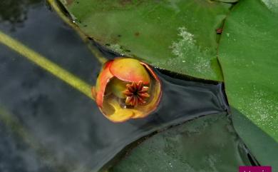 Nuphar pumila (Timm) DC. 臺灣萍蓬草