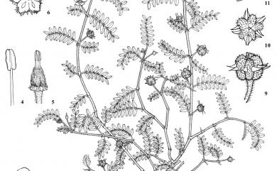 Tribulus terrestris L. 蒺藜