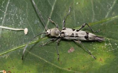 Anaglyptus decemmaculatus (Gressitt, 1935) 埔里白緣虎天牛