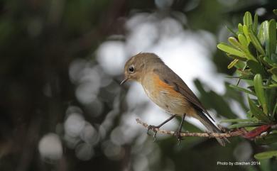 Tarsiger cyanurus cyanurus (Pallas, 1773) 藍尾鴝