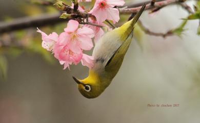 Zosterops japonicus Temminck & Schlegel, 1847 日菲繡眼