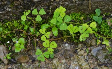 Medicago arabica 褐斑苜蓿