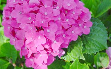 Hydrangea macrophylla 繡球花