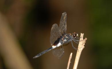 Pseudothemis zonata (Burmeister, 1839) 黃紉蜻蜓