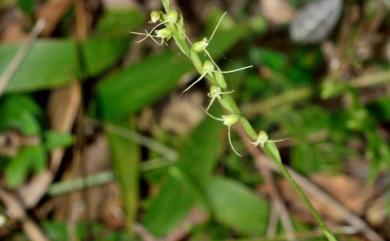 Peristylus formosanus (Schltr.) T.P.Lin 臺灣鷺草