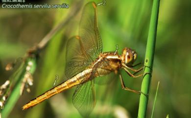 Crocothemis servilia servilia (Drury, 1770) 猩紅蜻蜓