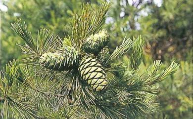 Pinus armandii var. mastersiana 臺灣華山松