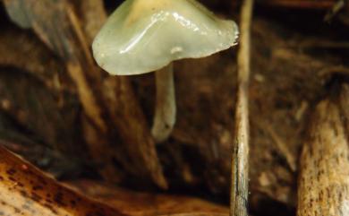 Hygrocybe psittacina 青綠濕傘