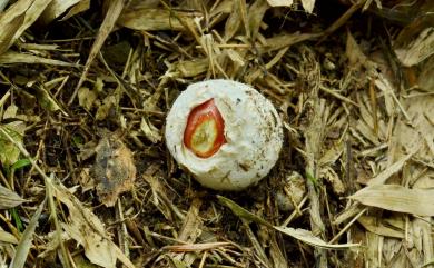 Amanita caesarea 橙蓋鵝膏