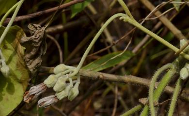 Argyreia akoensis 屏東朝顏