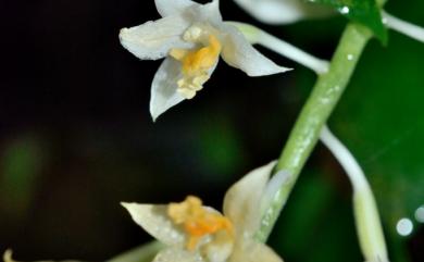 Cephalantheropsis dolichopoda (Fukuy.) Lin, 2014 白花肖頭蕊蘭