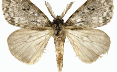 Lymantria grisea Moore, 1879 L紋褐舞毒蛾