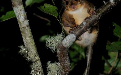 Belomys pearsonii kaleensis (Swinhoe, 1863) 小鼯鼠