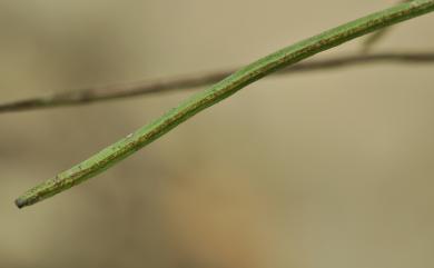 Vaginularia junghuhnii 連孢針葉蕨