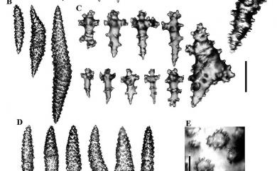 Sinularia ceramensis Verseveldt, 1977 光滑指形軟珊瑚