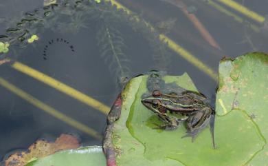 Pelophylax fukienensis (Pope, 1929) 金線蛙