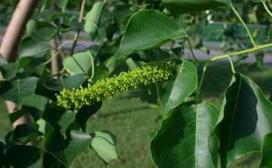 Triadica sebifera (L.) Small 烏桕