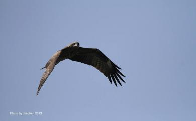 Milvus migrans formosanus Kuroda Sr, 1920 黑鳶(台灣亞種)