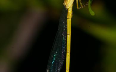 Ceriagrion fallax fallax Ris, 1914 昧影細蟌