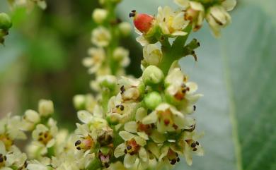 Rhus chinensis var. roxburghii 羅氏鹽膚木