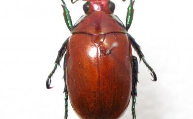 Callistethus plagiicollis ishidai Miyake, 1987 黑腳金龜