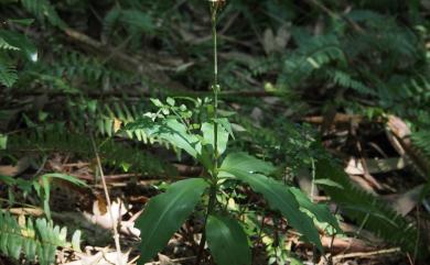 Habenaria stenopetala Lindl. 狹瓣玉鳳蘭