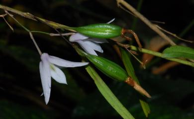 Dendrobium leptocladum 細莖石斛