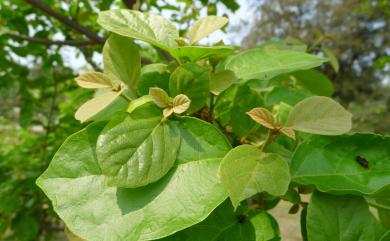 Cordia dichotoma 破布子