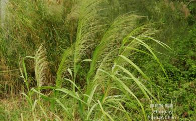 Phragmites karka 開卡蘆