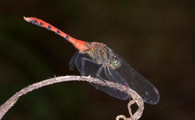 Sympetrum eroticum ardens (McLachlan, 1894) 焰紅蜻蜓