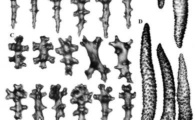 Sinularia grandilobata Verseveldt, 1980 巨葉指形軟珊瑚