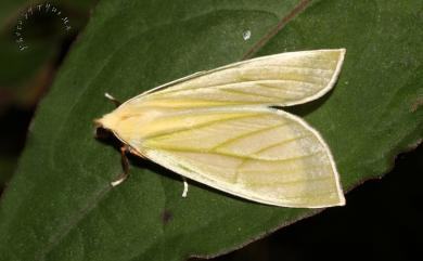 Doratoptera lutea (Kiriakoff, 1964) 黃尺蛾