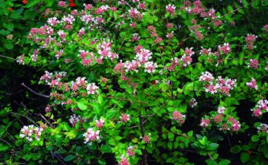 Abelia chinensis 糯米條