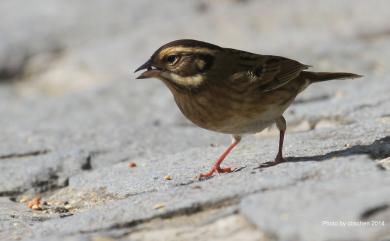 Emberiza tristrami Swinhoe, 1870 白眉鵐