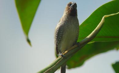 Lonchura punctulata topela (Swinhoe, 1863) 斑文鳥