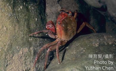 Chiromantes haematochir (De Haan, 1833) 紅螯螳臂蟹