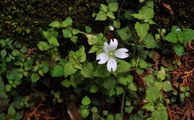 Stellaria arisanensis 阿里山繁縷