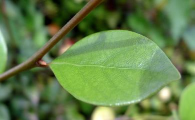 Lindera akoensis Hayata 內苳子