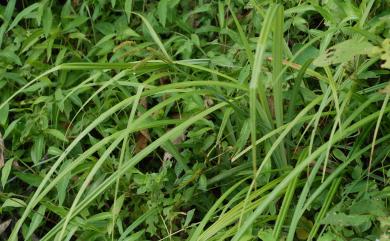 Carex alopecuroides 川上氏薹