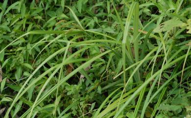 Carex alopecuroides D.Don 高山日本薹