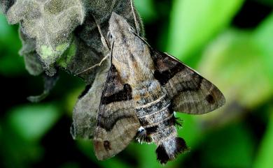 Macroglossum sitiene (Walker, 1856) 膝帶長喙天蛾