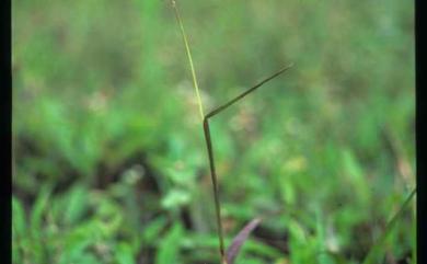Cenchrus echinatus L. 蒺藜草