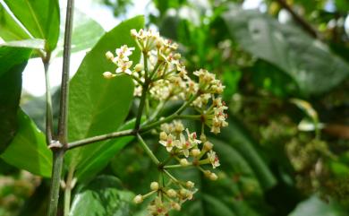 Tetrastigma formosanum 三葉崖爬藤