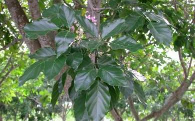 Pongamia pinnata (L.) Pierre 水黃皮