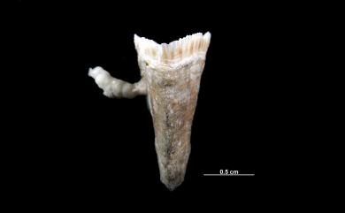 Truncatoflabellum carinatum Cairns, 1989 龍首截扇珊瑚