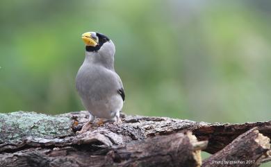 Eophona personata personata (Temminck & Schlegel, 1848) 桑鳲(中國亞種)