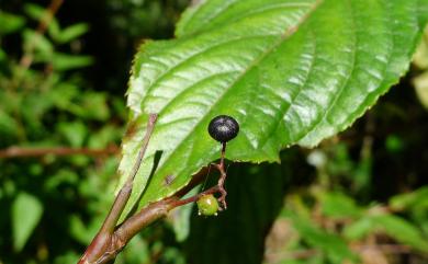 Perrottetia arisanensis 佩羅特木